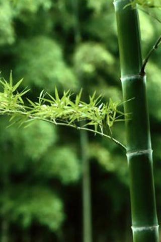 Download Green bamboo - 3d hd nature wallpapers for your mobile cell phone
