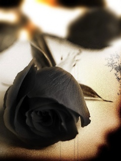 Download The black rose - Romantic wallpapers for your mobile cell phone