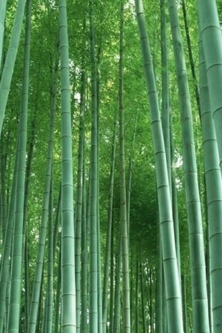 Download Bamboo forest - Abstract iphone wallpaper for your mobile cell  phone