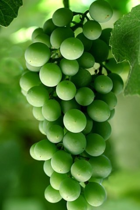 Download Green grapes - Abstract iphone wallpaper for your mobile cell phone