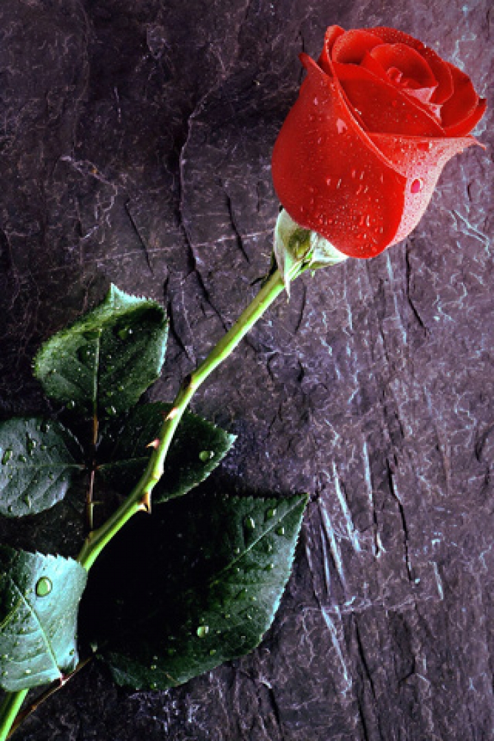 Download True red rose love forever - Abstract love wallpaper for your  mobile cell phone