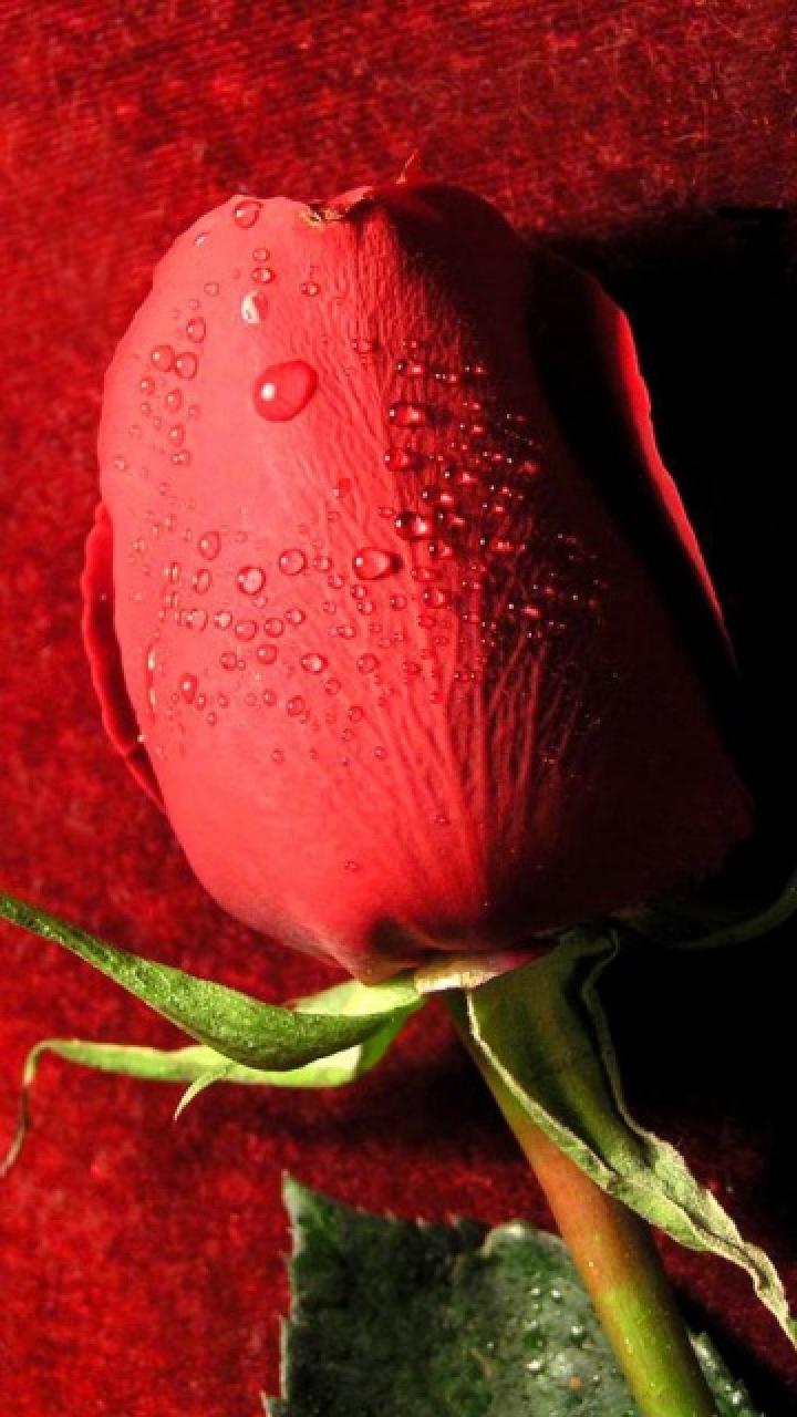 Download Happy rose day 01 - Romantic wallpapers for your mobile cell phone