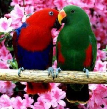 Download Love birds - Love and emotion for your mobile cell phone