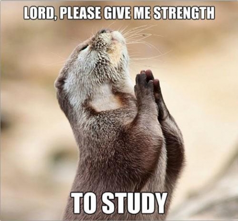 Download Strength to study - Funny wallpapers for your mobile cell phone