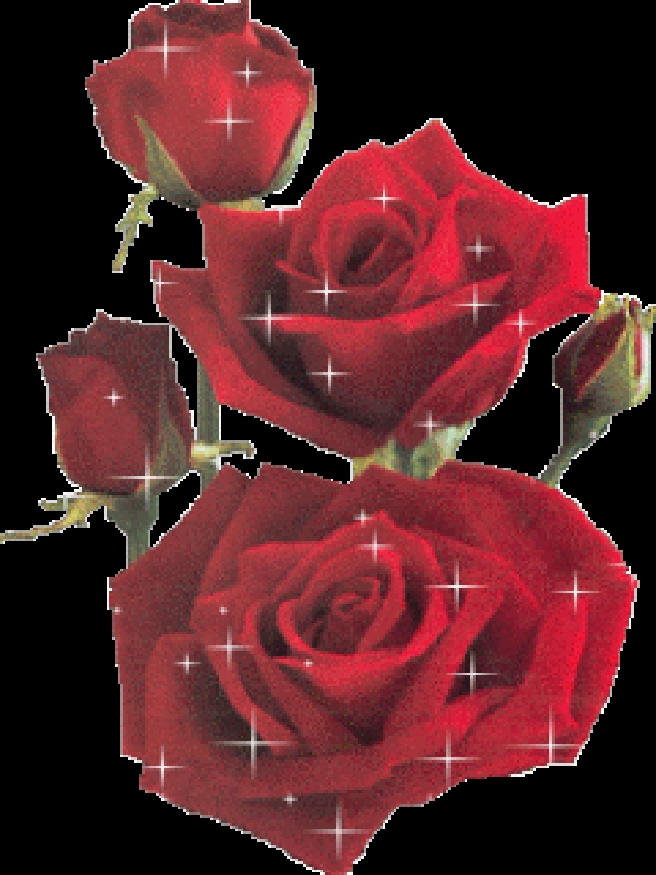 Download Beautiful red rose - Cool animated wallpapers for your mobile cell  phone