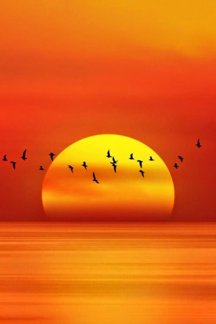 Download Amazing sunset with birds - 3d hd wallpapers for your mobile cell  phone