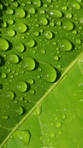 Download Drops on leaf hd wallpaper for mobile screen savers - Whatsapp  wallpapers for your mobile cell phone