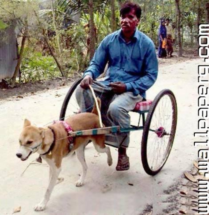 Download Indian man dog cart funny - Funny quotes for your mobile cell phone