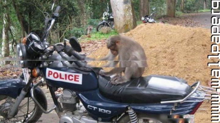 Download Monkey on indian police bike - Whatsapp funny images for your  mobile cell phone