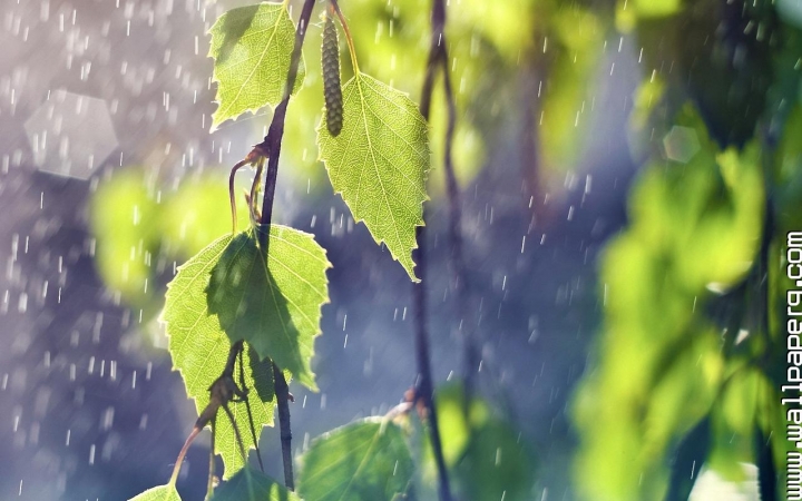 Download Summer rain - Hd monsoon images for your mobile cell phone