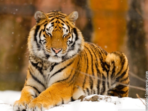 Download Sleepy siberian tiger wild animal wallpaper - Wild animals for  your mobile cell phone
