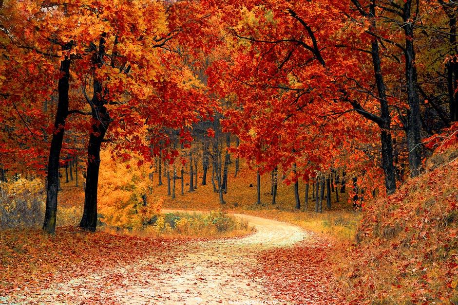 Autumn falling leaves hd wallpaper