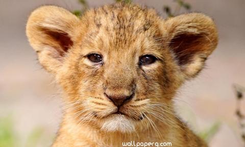 Lion baby animal