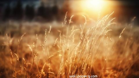 Good morning sunshine hd wallpaper