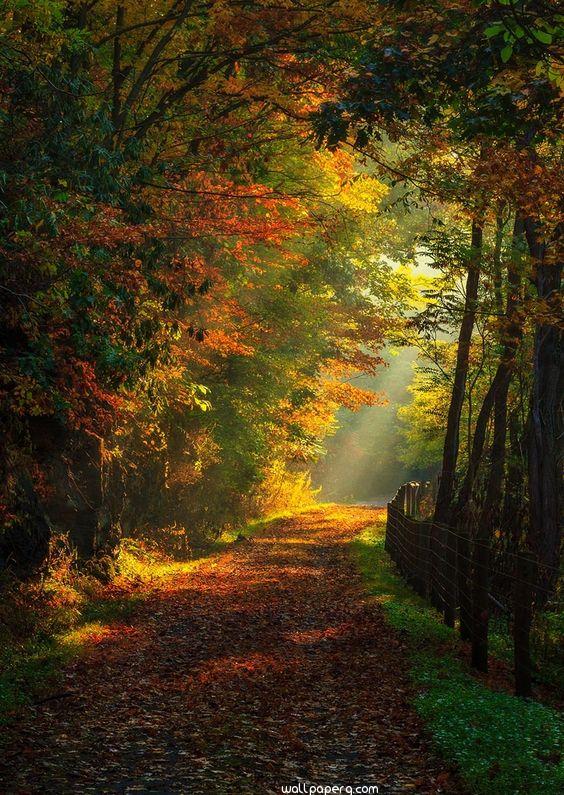 The autumn road hd image