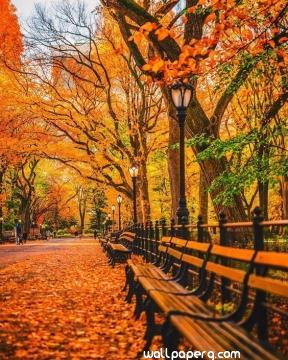 Autumn falling leaves hd image