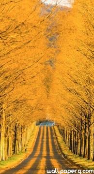 Long road in autumn