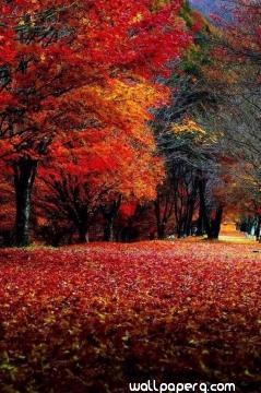 Orange leaves