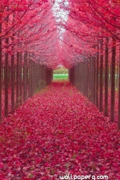 Pink autumn
