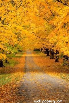 Yellow road