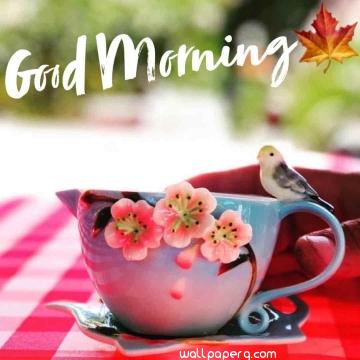 Good morning hd wallpaper whatsapp