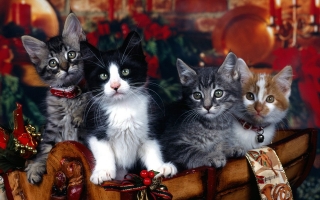 Christmas cats