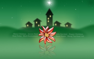 Christmas flower