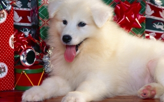 Christmas puppy