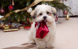 Cute puppy with present