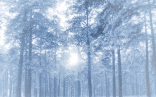 Winter forest