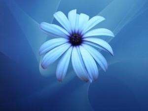 White blue flower