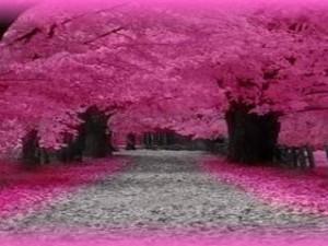 Pink road