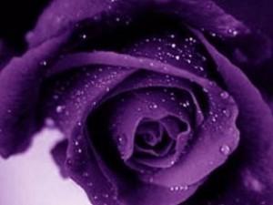 Purple rose