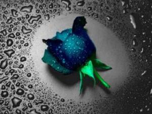 Blue rose