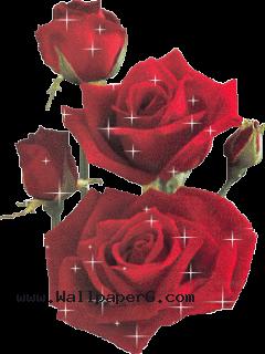 Beautiful red rose