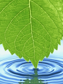 A leaf in water