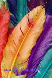 Colorful feathers