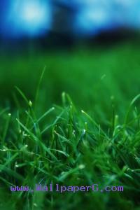 Wet green grass