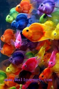 Colorful fishes