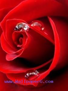 Fresh red rose