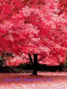 Pink tree