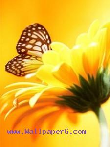 Yellow butterfly