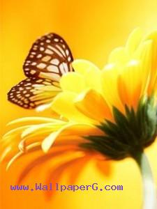 Yellow butterfly