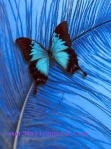 Blue butterfly on feather