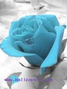 Light blue rose