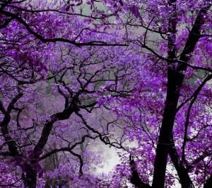 Purple autumn