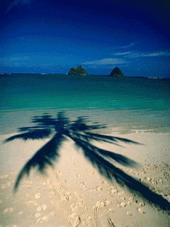 Shadow of a tree