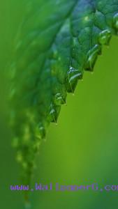 Watery leaf