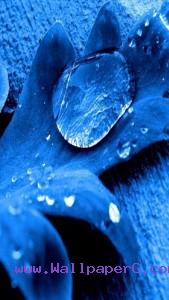 Blue leaf