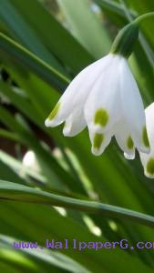 White flower